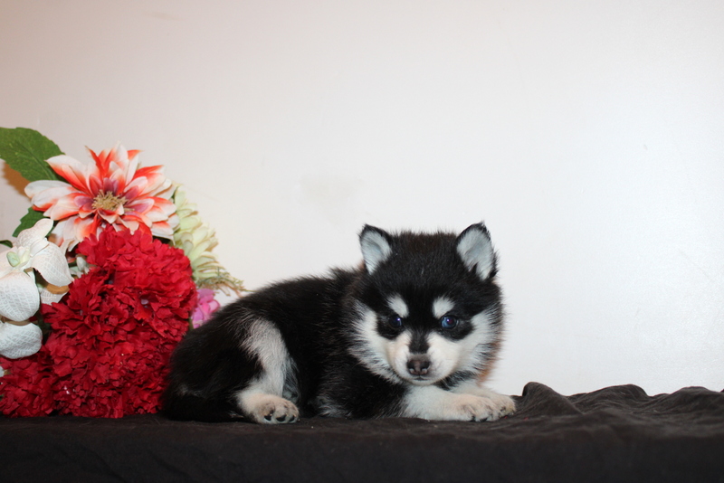 puppy, for, sale, Pomsky, Matthew B. Stoltzfus, dog, breeder, Gap, PA, dog-breeder, puppy-for-sale, forsale, nearby, find, puppyfind, locator, puppylocator, aca